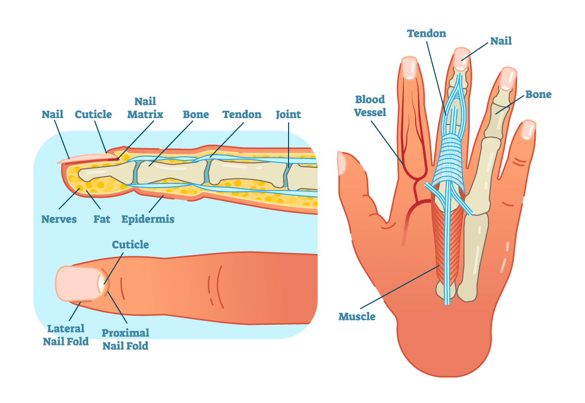 Common Volleyball Injuries The Complete List Of Medical Injuries