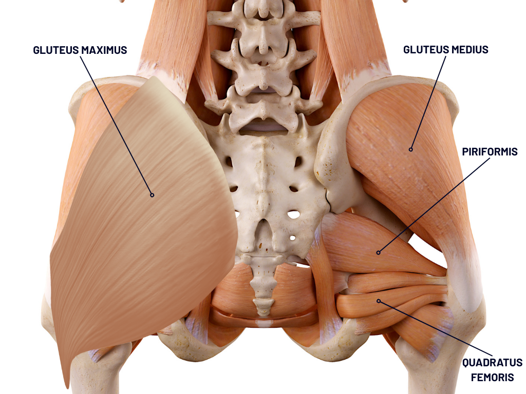 Hip - Glute Back Pelvis