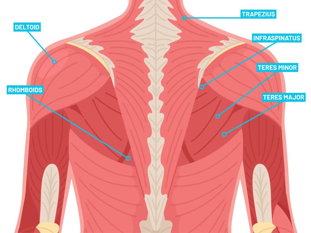 Back view illustration of shoulder anatomy labeling the deltoid, rhomboids, trapezius, infraspinatus, teres minor, and teres major muscles involved in scapular control and shoulder joint movement