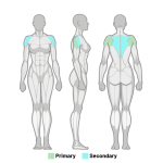 Banded Shoulder External Rotation [Form Tips + 5 Key Steps]