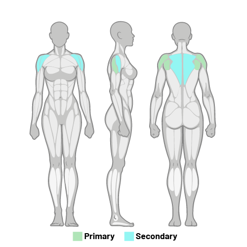Shoulder - Banded Rotations Muscles Worked