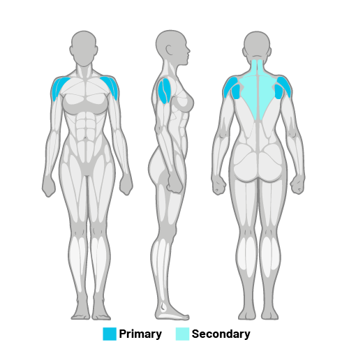 Shoulder - Deltoids Rhomboids