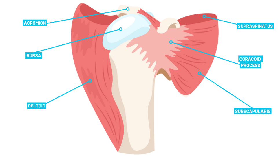 Diagram of the shoulder joint showing the deltoid, rotator cuff muscles, bursa, acromion, clavicle, scapula, and humerus.