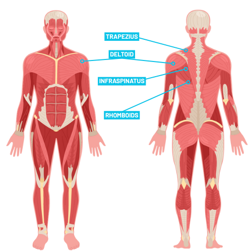 Shoulder Rolls Muscles Worked