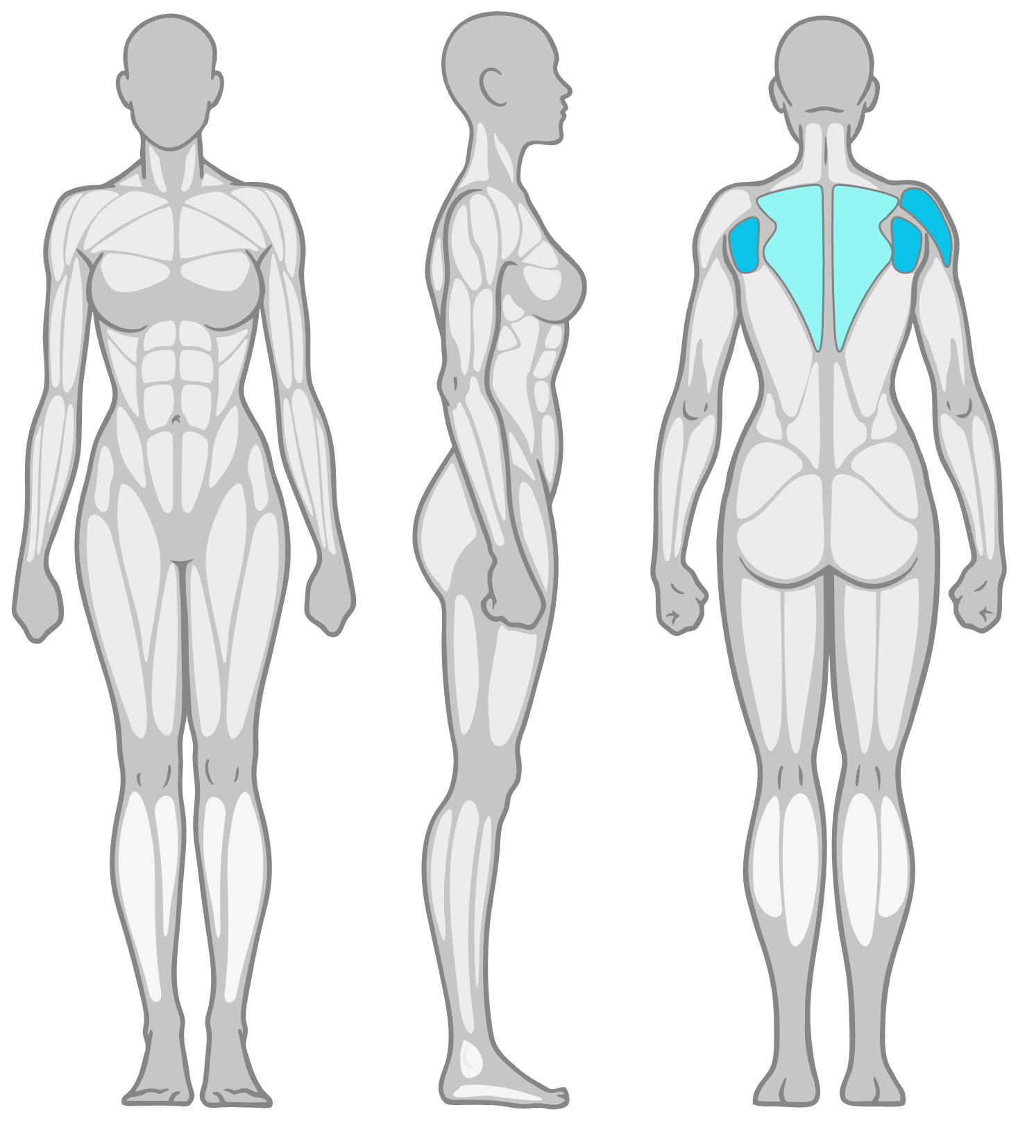Anatomy diagram showing the muscles worked in the Arm Across Chest Stretch: rear shoulder (posterior deltoid) as the primary muscles and upper back (rhomboids and traps) as secondary, shown front, side and back.
