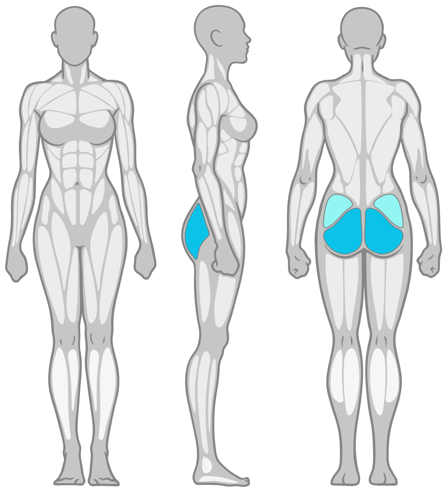 Anatomy diagram showing the muscles worked in the Banded Donkey Kick: glutes as the primary muscles and outer hip as secondary, shown front, side and back.
