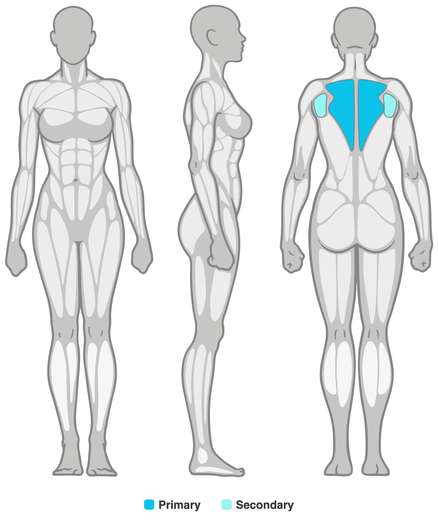 Anatomy diagram showing the muscles worked in the Banded Shoulder External Rotation: rotator cuff (rear shoulder) as the primary muscles and rear deltoid as secondary, shown front, side and back.