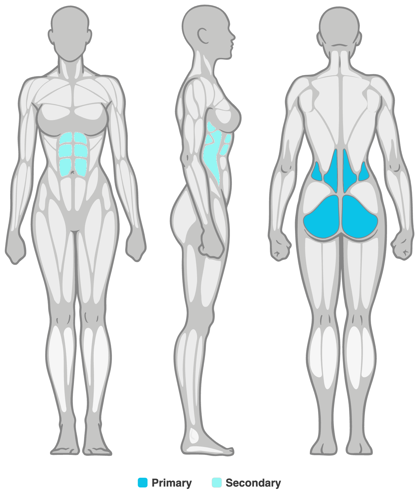 Anatomy diagram showing the muscles worked in the Bird Dog: lower back extensors and glutes as the primary muscles and abs as secondary, shown front, side and back.