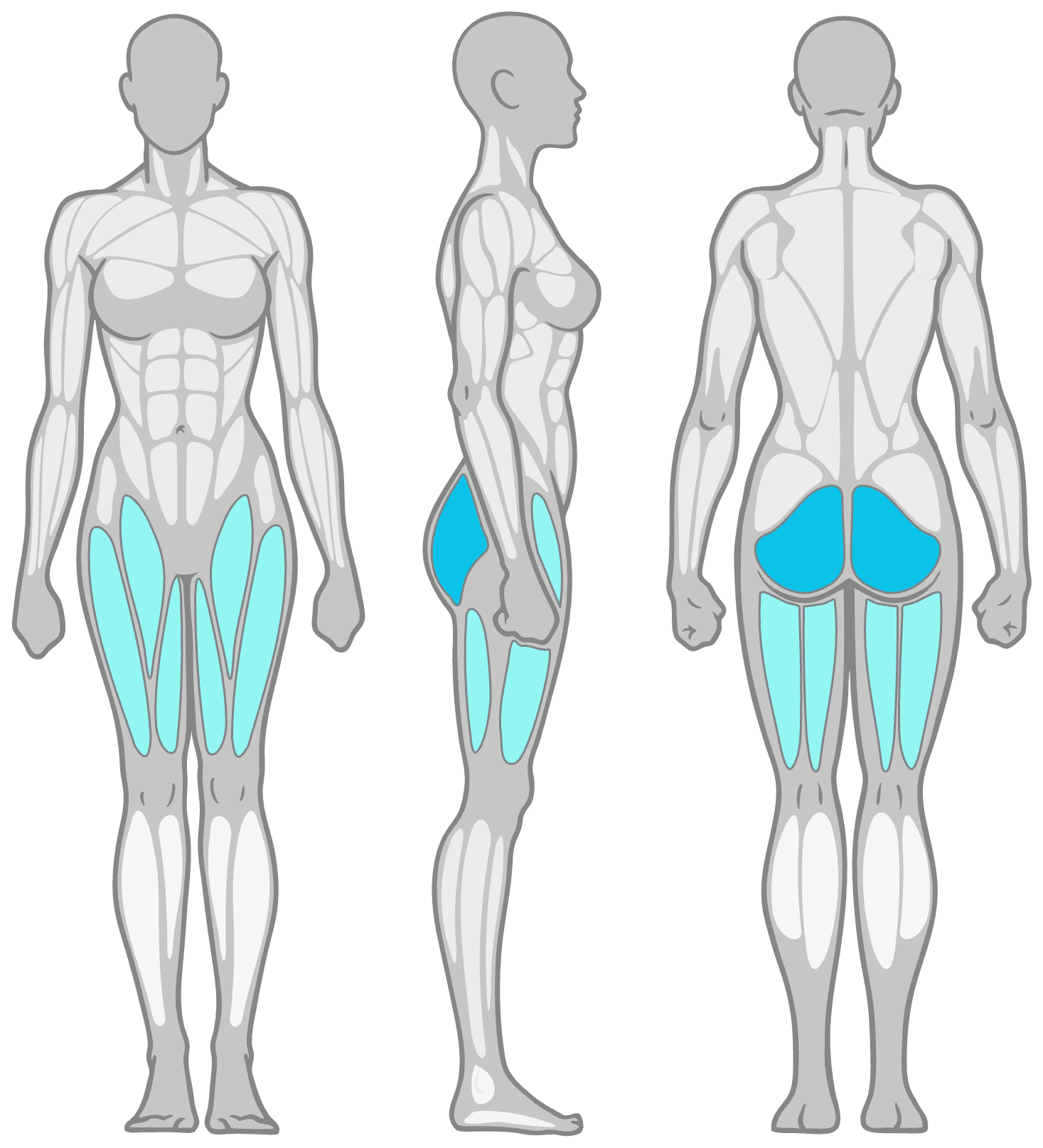 Anatomy diagram showing the muscles worked in the Bodyweight Squat: glutes as the primary muscles and hamstrings, quads and inner thighs as secondary, shown front, side and back.