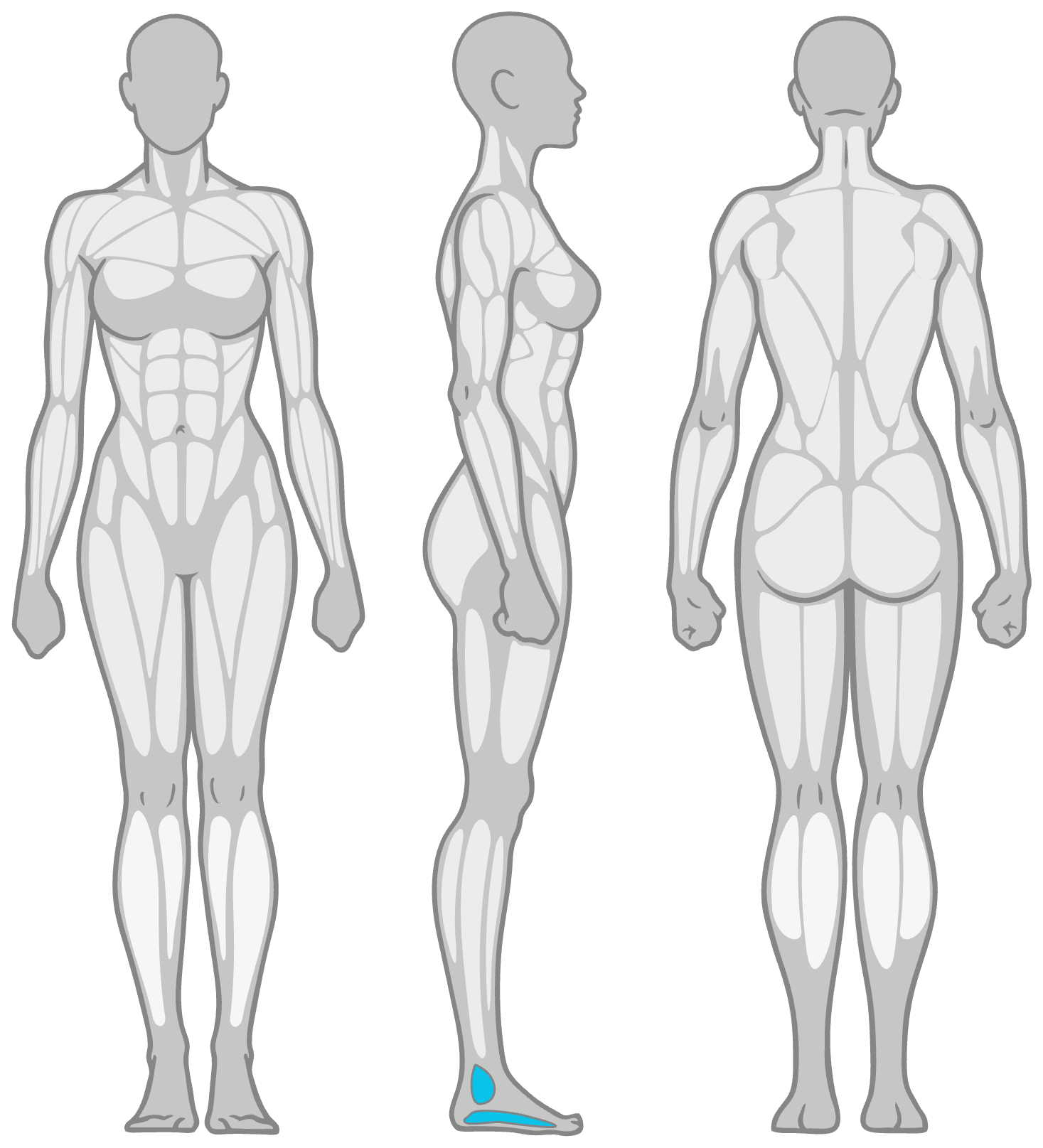 Anatomy diagram showing the muscles worked in the Crossover Plantar Fascia Stretch: plantar fascia (sole of the foot) as the primary muscles and the small foot muscles as secondary, shown front, side and back.