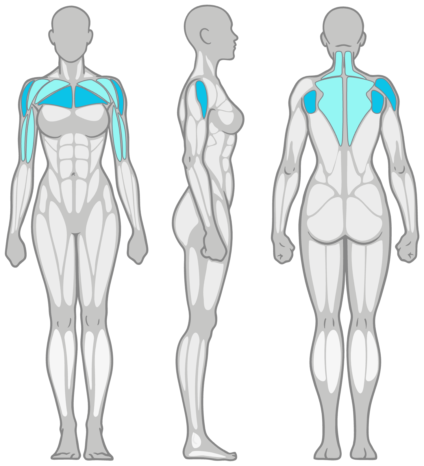 Anatomy diagram showing the muscles worked in the Dumbbell Upright Rows: shoulders (deltoids) as the primary muscles and upper traps, biceps and rhomboids as secondary, shown front, side and back.