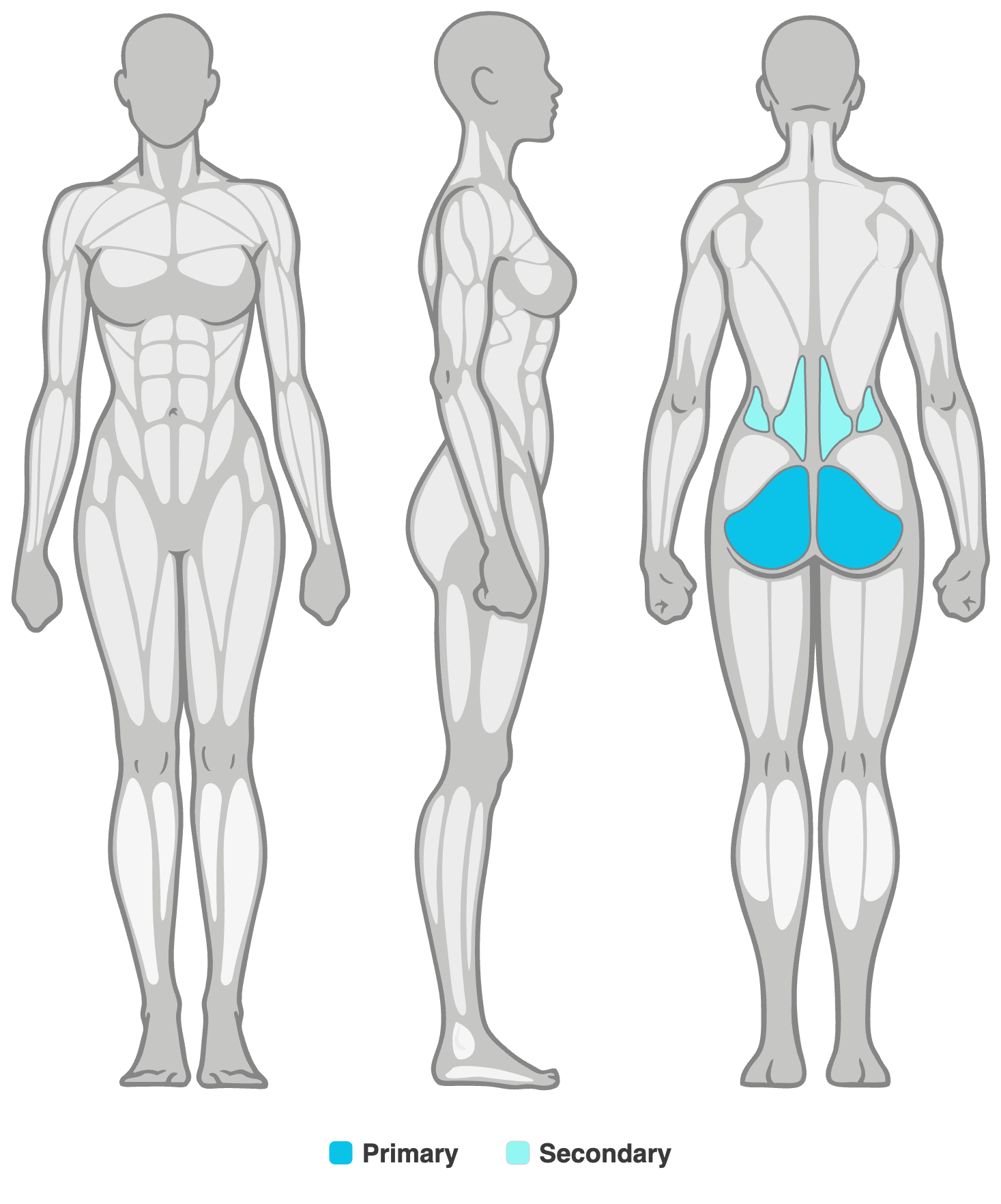 Anatomy diagram showing the muscles worked in the Knee To Chest Stretch: glutes as the primary muscles and lower back as secondary, shown front, side and back.