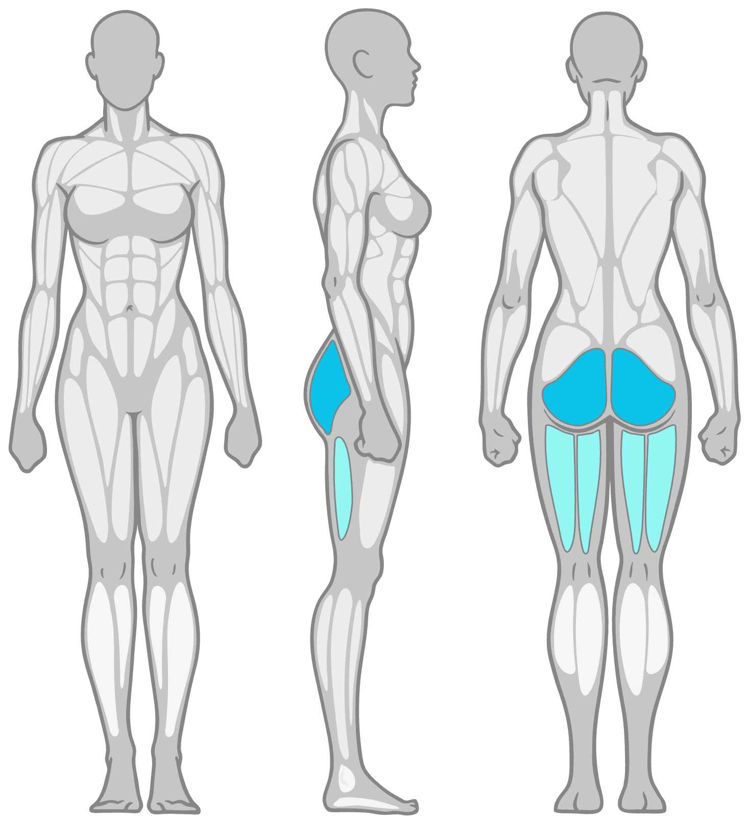 Anatomy diagram showing the muscles worked in the Prone Leg Lifts: glutes as the primary muscles and hamstrings as secondary, shown front, side and back.