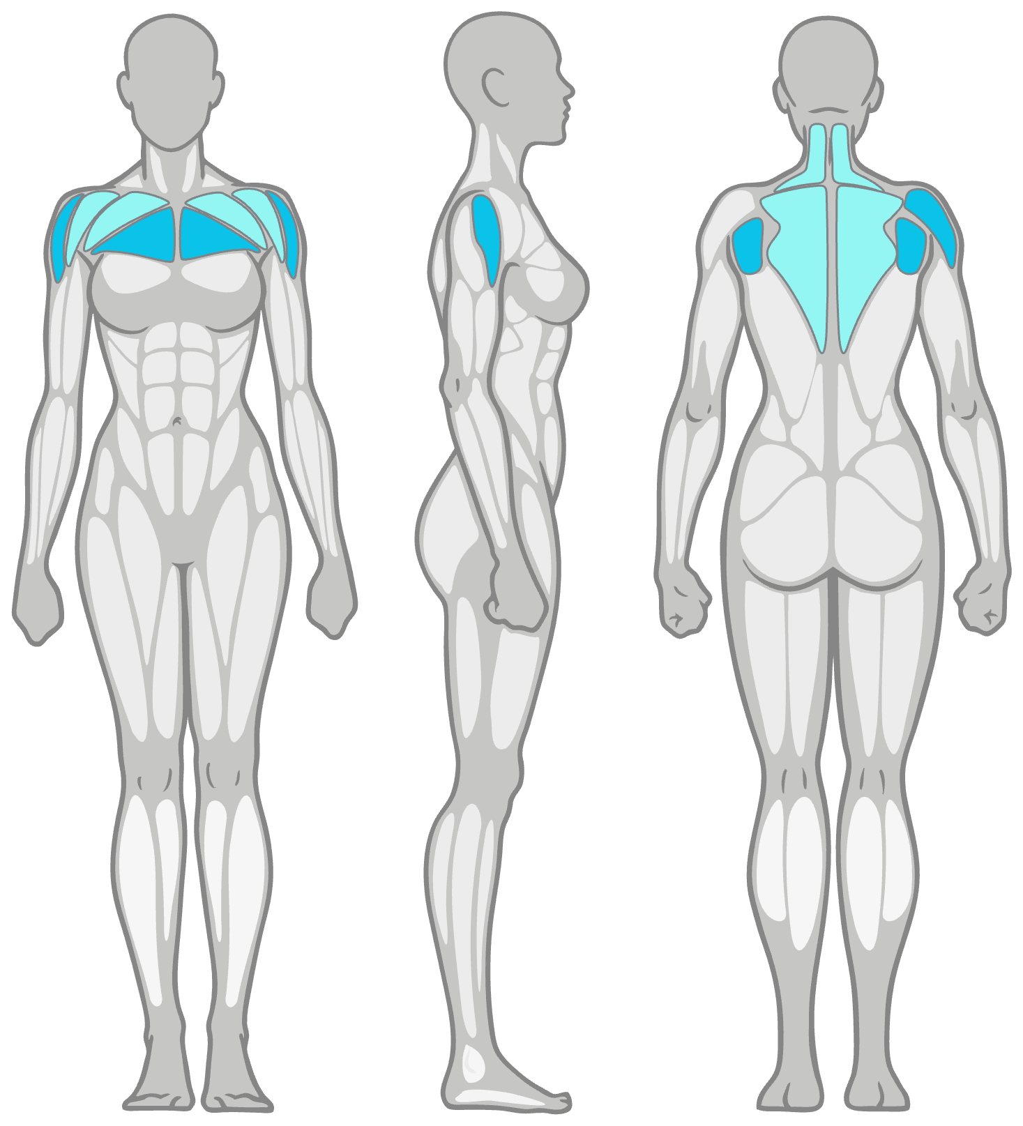 Anatomy diagram showing the muscles worked in the Shoulder Rolls: shoulders (deltoids) as the primary muscles and upper traps as secondary, shown front, side and back.