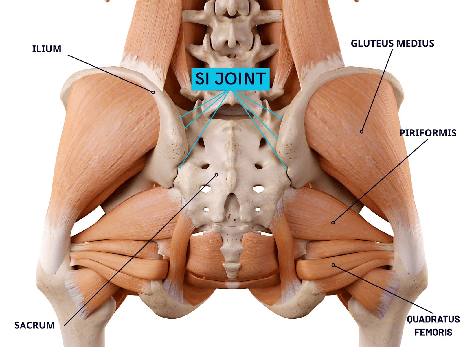 The sacroiliac joints, where the sacrum meets the ilium on each side of the pelvis, with surrounding glute muscles