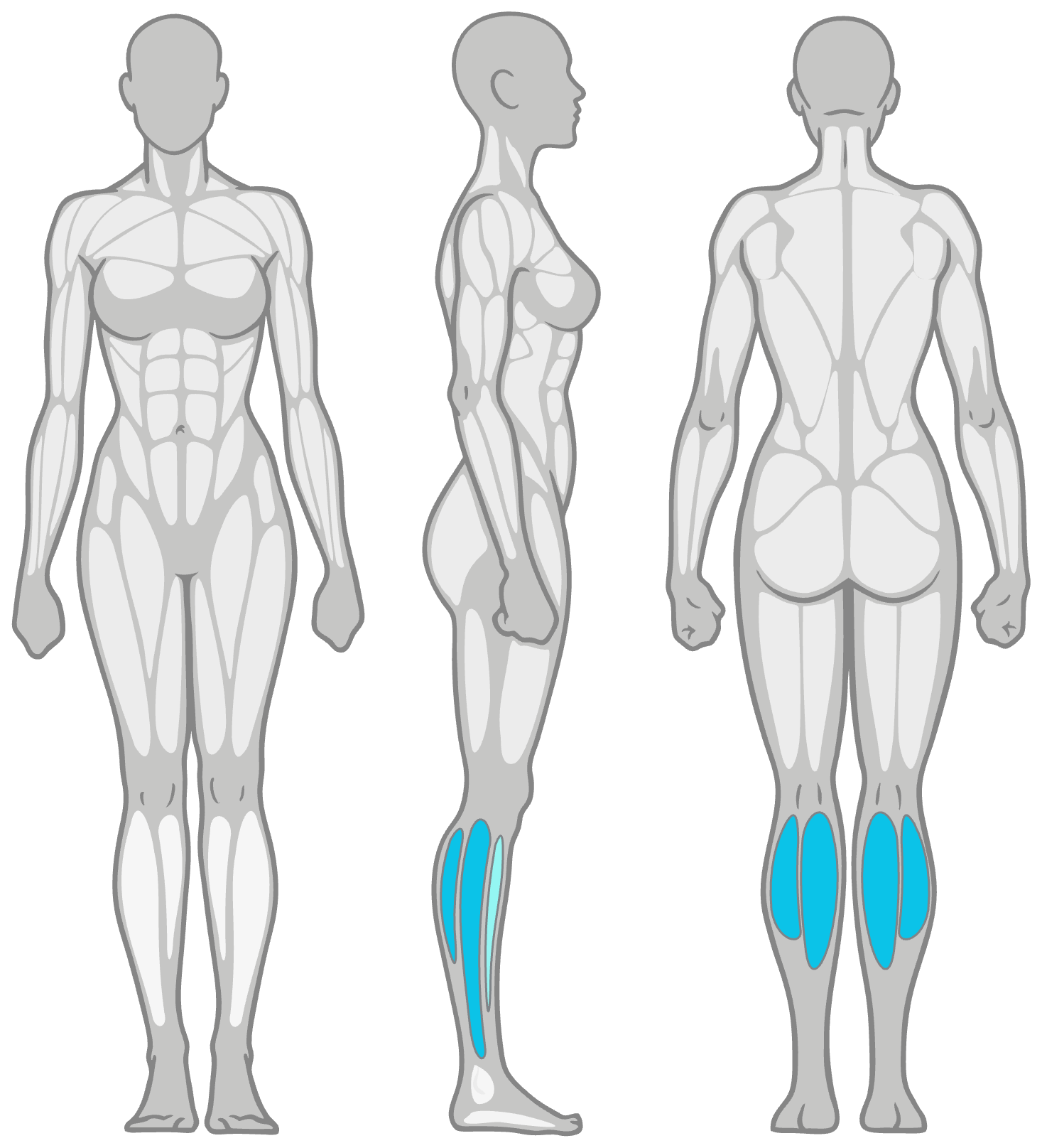 Anatomy diagram showing the muscles worked in the Wall Calf Stretch: calves (gastrocnemius) as the primary muscles and soleus as secondary, shown front, side and back.